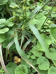 Paspalum fasciculatum