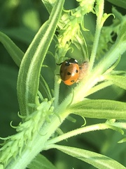 Coccinella septempunctata