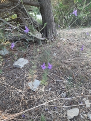 Delphinium consolida paniculatum