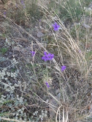 Delphinium consolida paniculatum