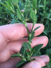 Polygonum aviculare