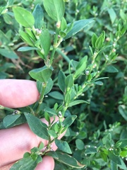 Polygonum aviculare