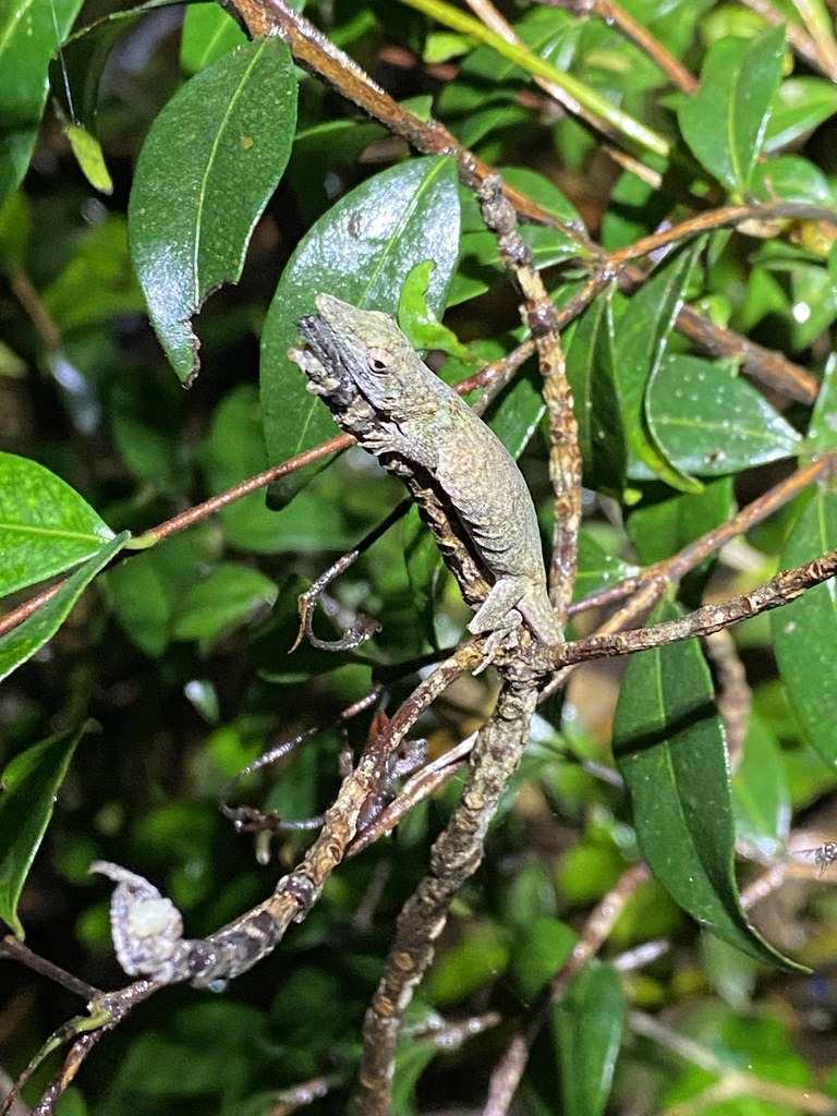 Dwarf Anole