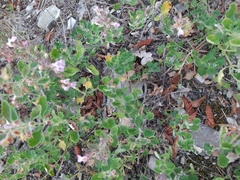 Teucrium chamaedrys nuchense