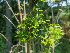 Phytoplasma fraxini