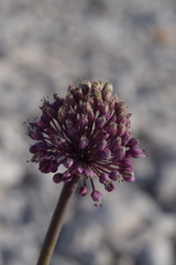 Allium commutatum