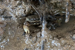 Perisesarma dusumieri