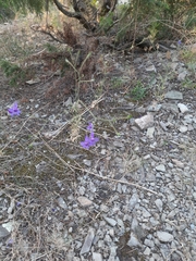 Delphinium consolida paniculatum