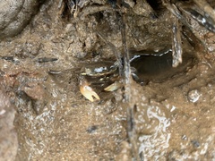 Perisesarma dusumieri