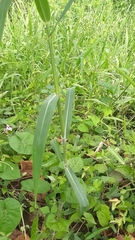 Paspalum fasciculatum