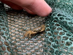 Perisesarma dusumieri