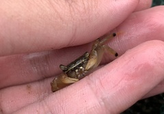 Perisesarma dusumieri