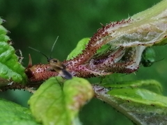 Plagiognathus arbustorum