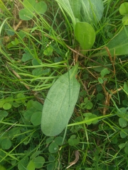 Plantago urvillei