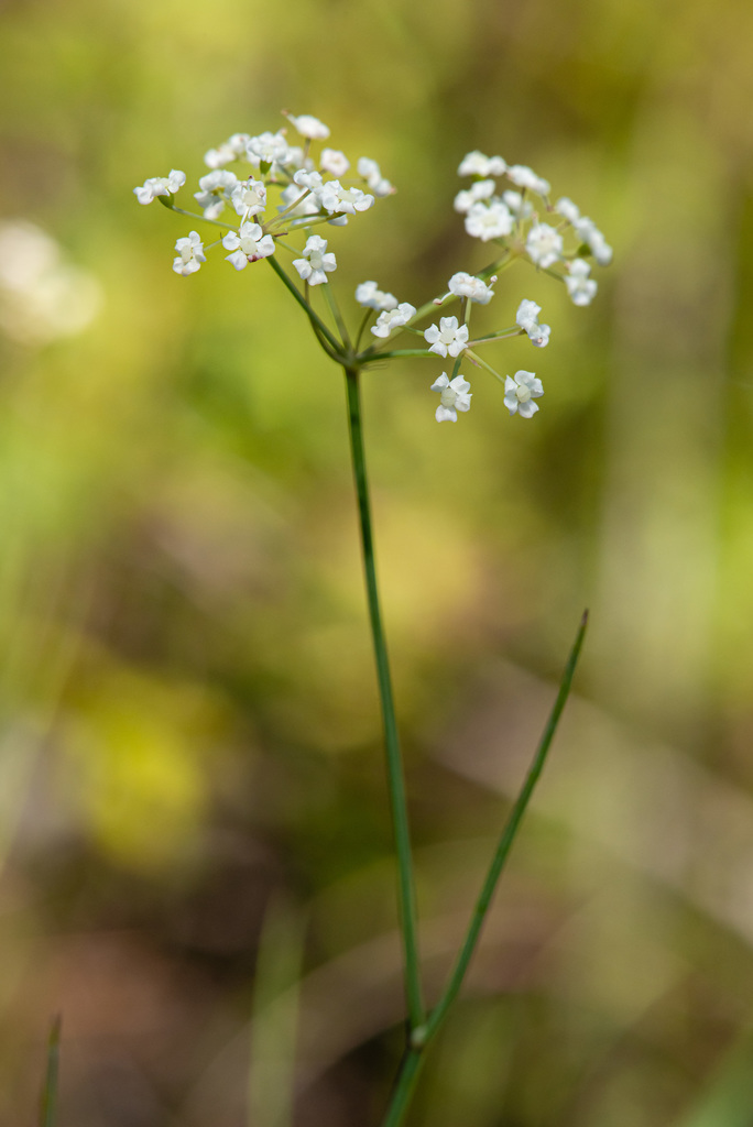 Canby's dropwort