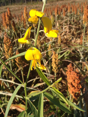 Crotalaria juncea