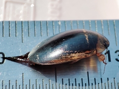 Hydaticus transversalis