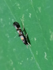 Mompha raschkiella