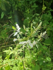Cleome heptaphylla