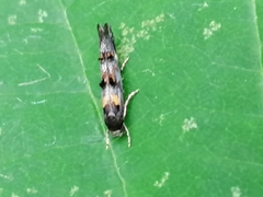 Mompha raschkiella