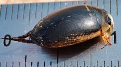 Hydaticus transversalis