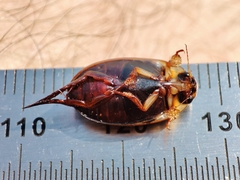 Hydaticus transversalis