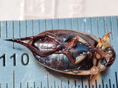 Hydaticus transversalis