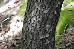 Lymantria dispar dispar