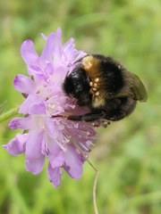 Bombus vestalis