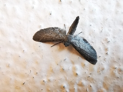 Glaucina erroraria