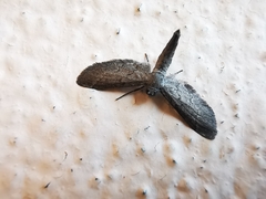 Glaucina erroraria