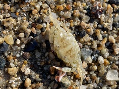 Callinectes sapidus