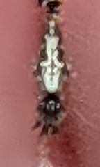 Cyclosa caroli