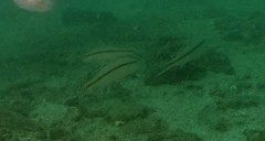 Parupeneus barberinus