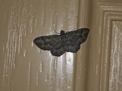 Disclisioprocta stellata