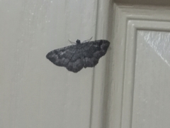 Disclisioprocta stellata