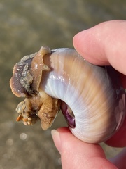 Neverita duplicata
