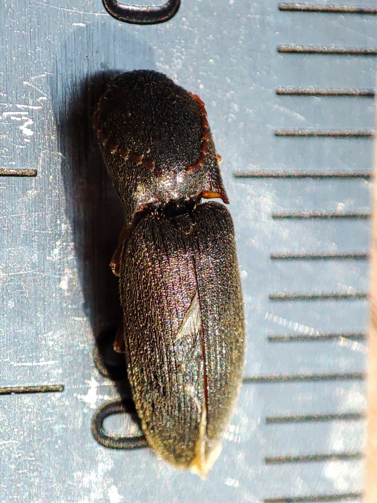 Agriotes medvedevi