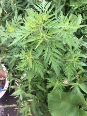 Media resource of Ambrosia artemisiifolia