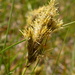 Carex douglasii - Photo (c) Matt Lavin, algunos derechos reservados (CC BY-SA)