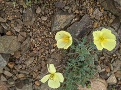 Papaver radicatum