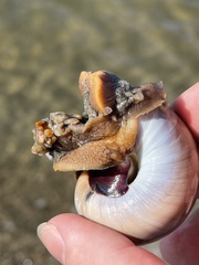 Neverita duplicata