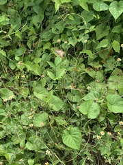 Anartia jatrophae semifusca