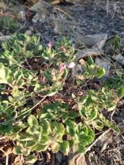 Teucrium chamaedrys nuchense