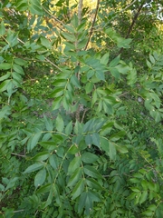 Fraxinus angustifolia oxycarpa