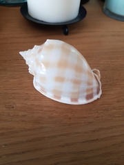 Phalium bandatum