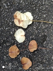 Terminalia subspathulata