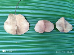 Terminalia subspathulata