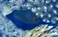 Ostracion cyanurus