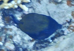 Ostracion cyanurus